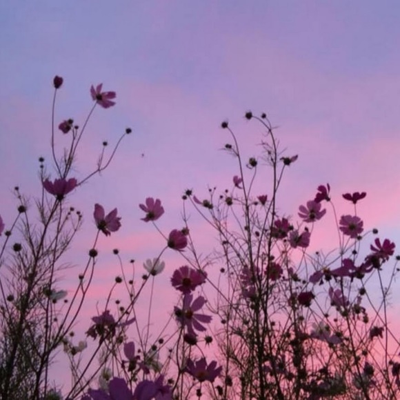 Meet your Posher, Amani - Picture 1 of 1